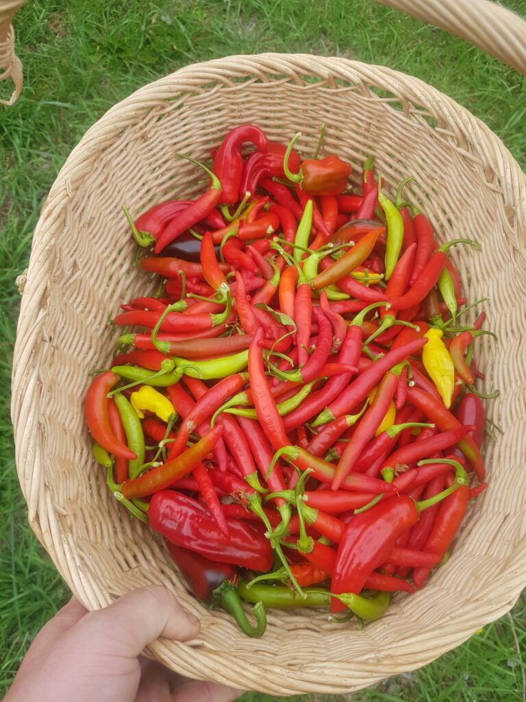 Basket of red chilli peppers