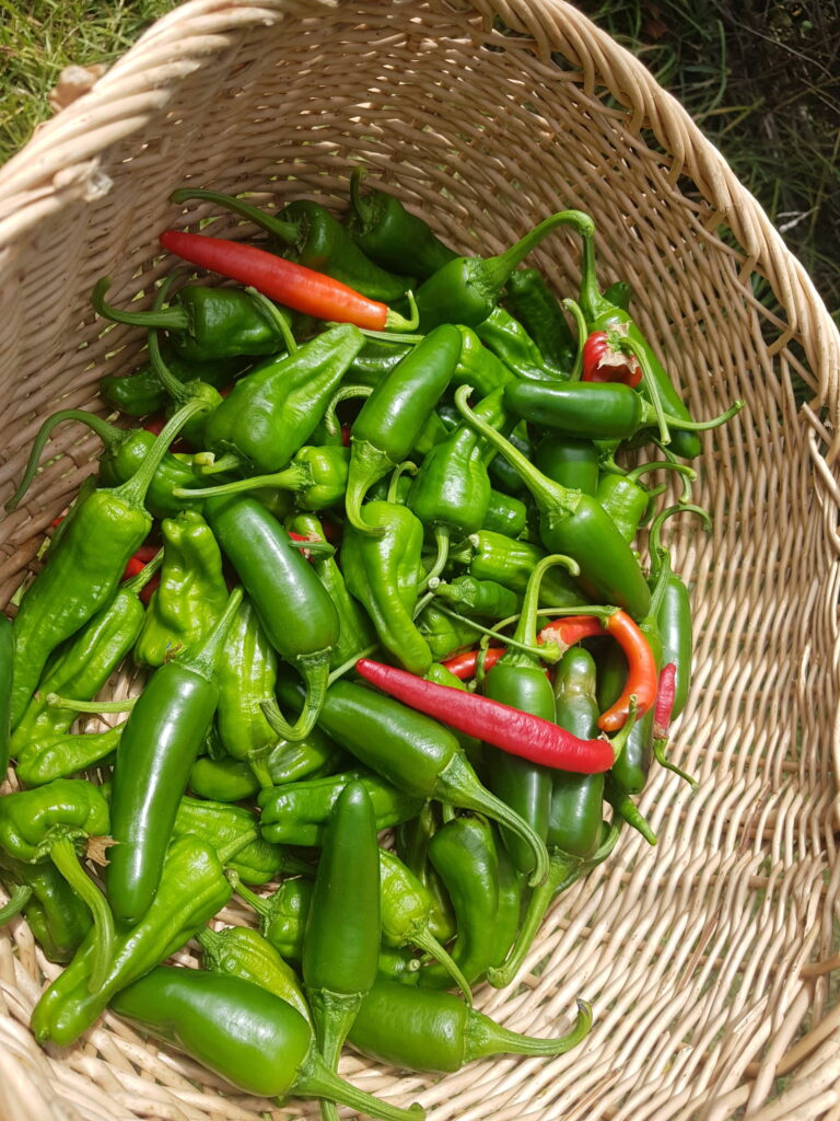 Basket of green chilli peppers